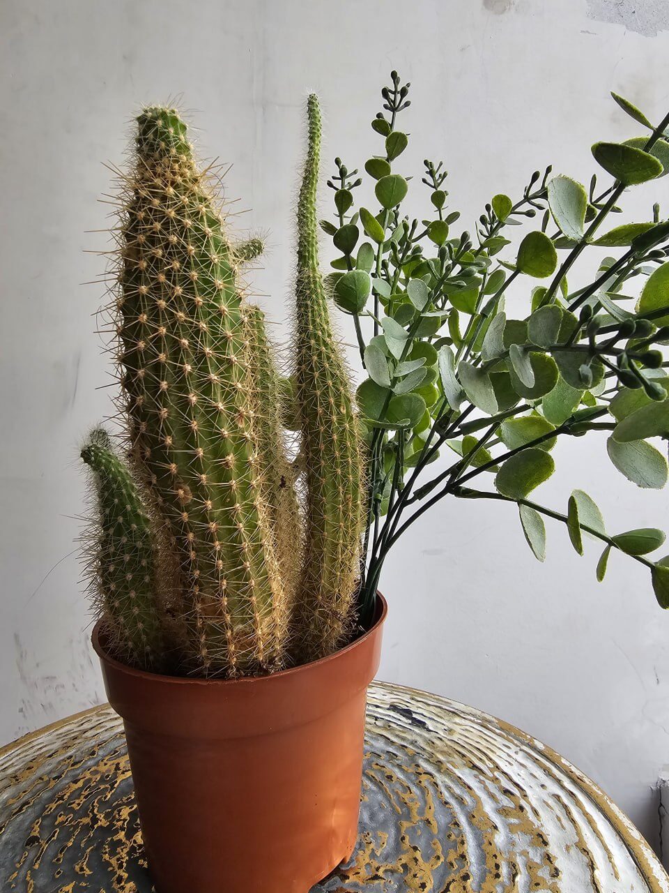 A potted cactus and a green plant on a side table